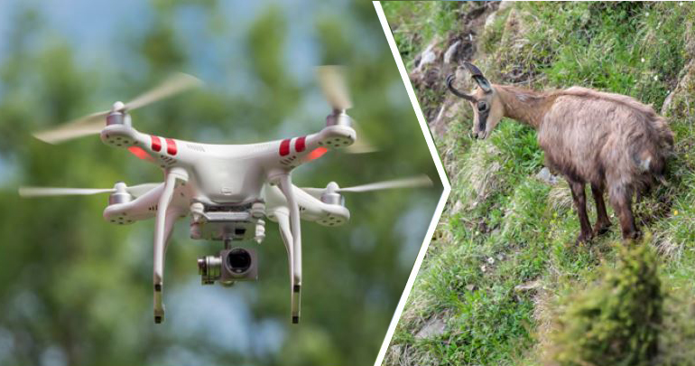 Faire voler son drone en respectant la faune