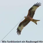 Risiko Vogelschlag (Bird strike) (1/3)